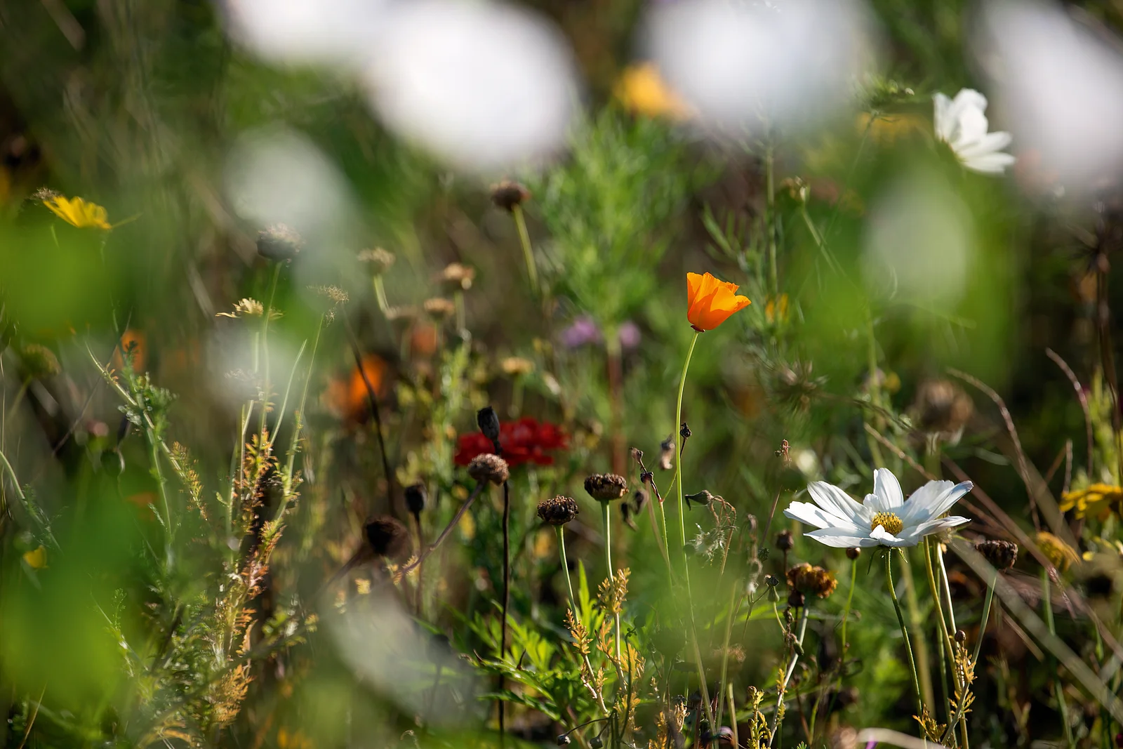 Blumen in der Gärtnerei Sebastian Niedermaier