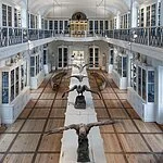 Der Vogelsaal im Naturkundemuseum Bamberg