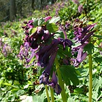 Gesundes Wasser, gutes Holz, naturgemäße Waldwirtschaft im Hauptsmoorwald Bamberg. Darstellung ökologischer Zusammenhänge im Wald. Der Weg vom gleichaltrigen Kiefernwald zum gemischten Dauerwald. Die Bedeutung des Waldes für unsere Gesellschaft.
