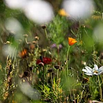 Blumen in der Gärtnerei Sebastian Niedermaier