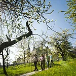 Im Frühling blühen die Obstbäume rund um den Bamberger Michaelsberg. Die perfekte Zeit für eine Wanderung.