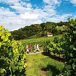 Weinberge am Falkenberg