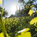 Die Reben am Weinberg mit Blick auf das Kloster St. Michael