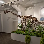 Europasaurus Skelett im Naturkundemuseum Bamberg