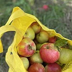 Frisch gepflückte Äpfel direkt vom Baum genießen – das ist auf dem ausgeschilderten Probierbaum-Weg in Wotzendorf möglich.