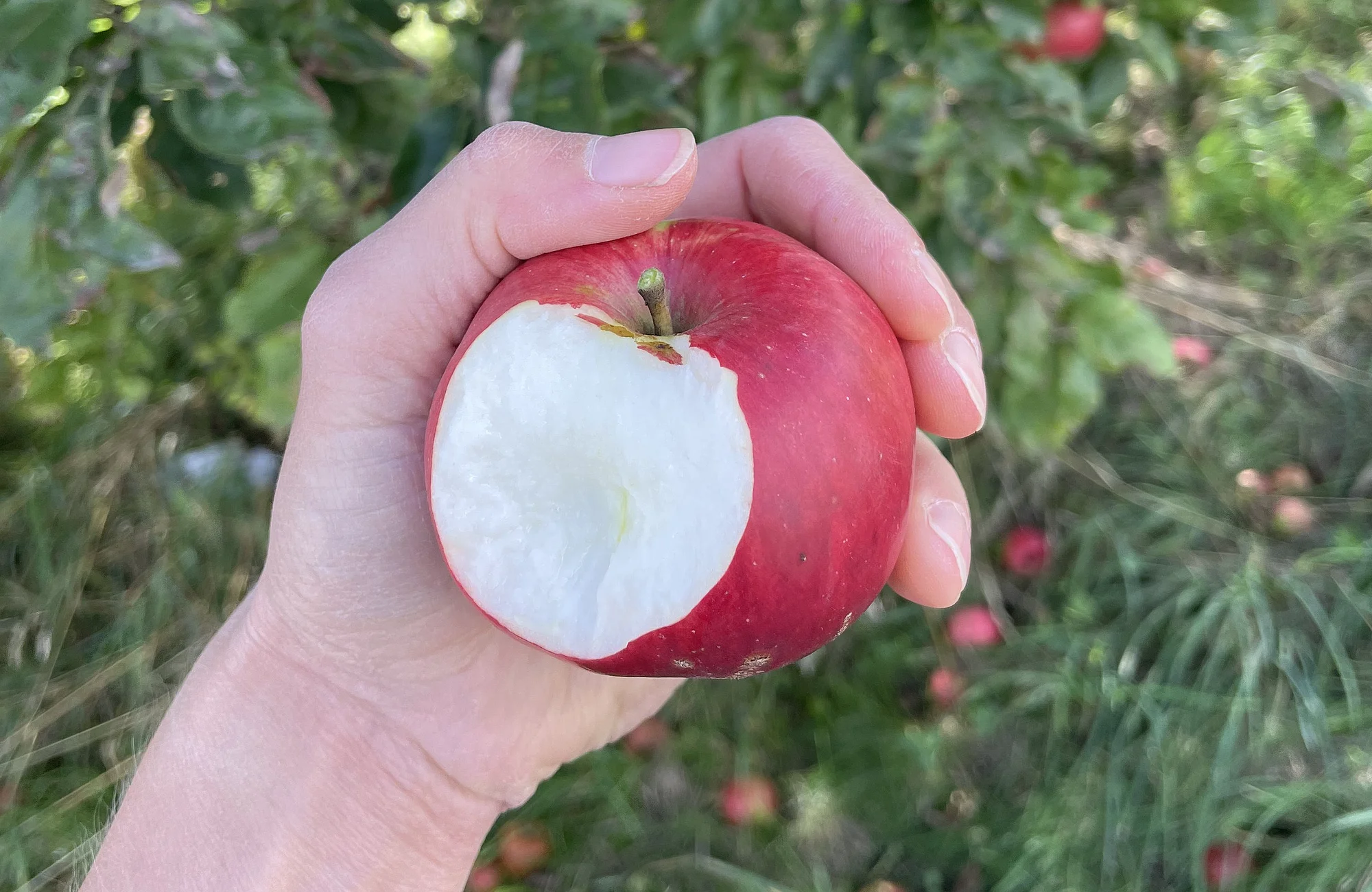 Frisch gepflückte Äpfel direkt vom Baum genießen – das ist ab sofort auf dem ausgeschilderten Probierbaum-Weg in Wotzendorf möglich.