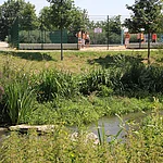 Grünes Gewächs und Gewässer im ERBA-Park, auf dem ehemaligen Gelände der Landesgartenschau 2012.