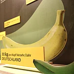 Die Banane ist das Objekt um das sich in der Sonderaustellung "BananaRama" im Naturkundemuseum in Bamberg ab 31. März 2026 alles dreht.