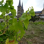 quer; Weinberg; Reben; Trauben