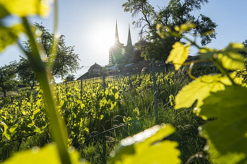 Weinberg am Kloster St. Michael Die Reben am Weinberg mit Blick auf das Kloster St. Michael
