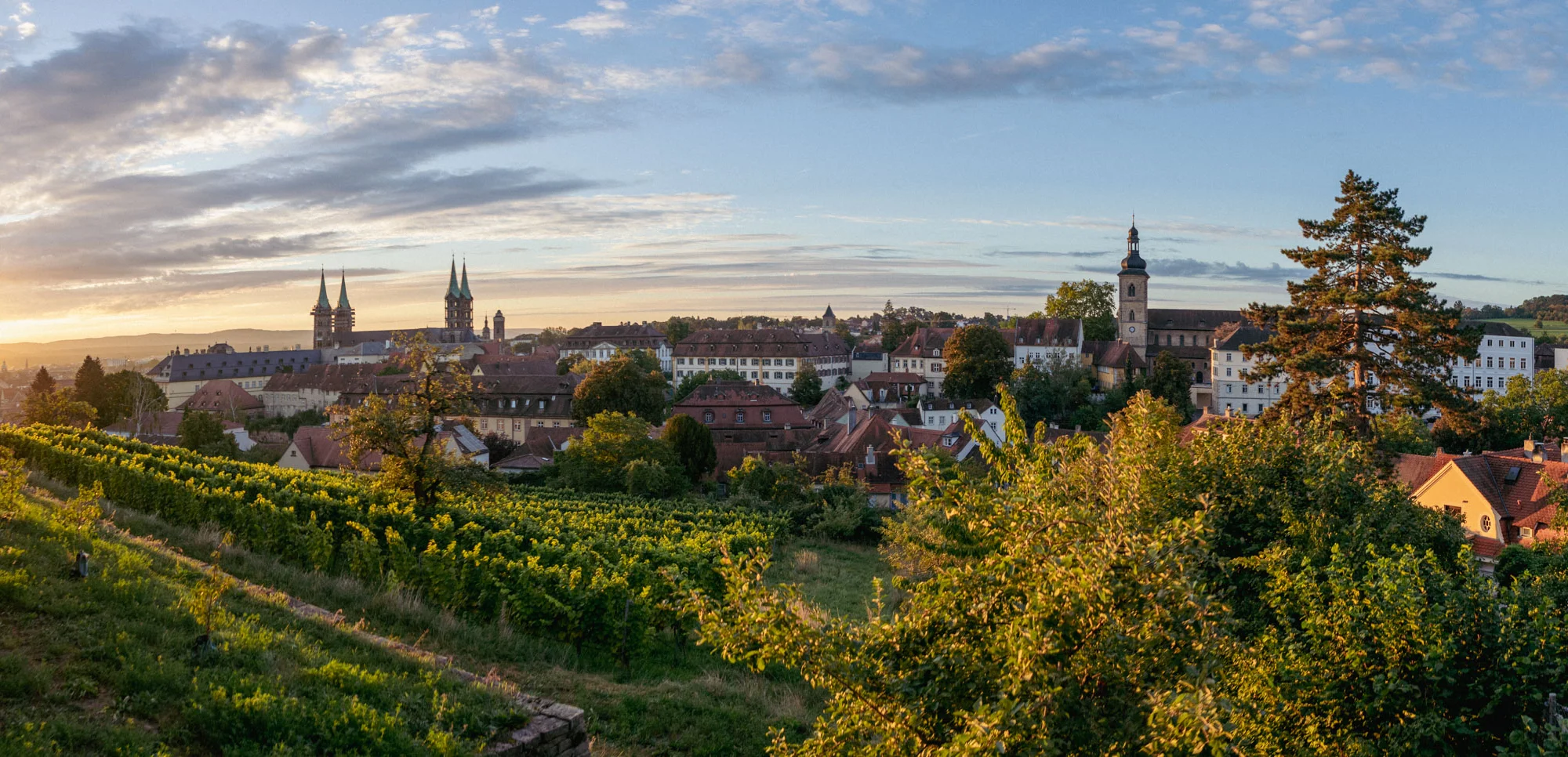 Das Foto zeigt den Weinberg der Klosteranlage St. Michael