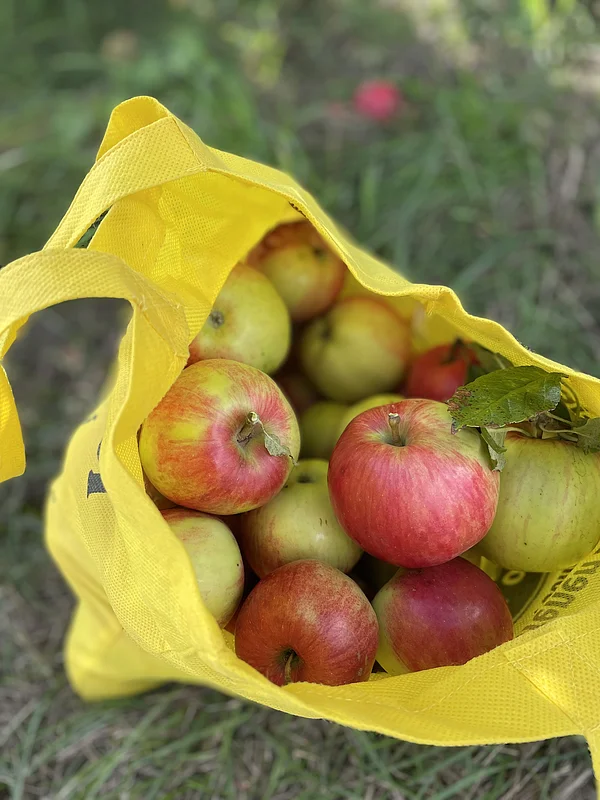 Frisch gepflückte Äpfel direkt vom Baum genießen – das ist auf dem ausgeschilderten Probierbaum-Weg in Wotzendorf möglich.