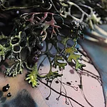 "Conscious Garden - Heckenraunen"