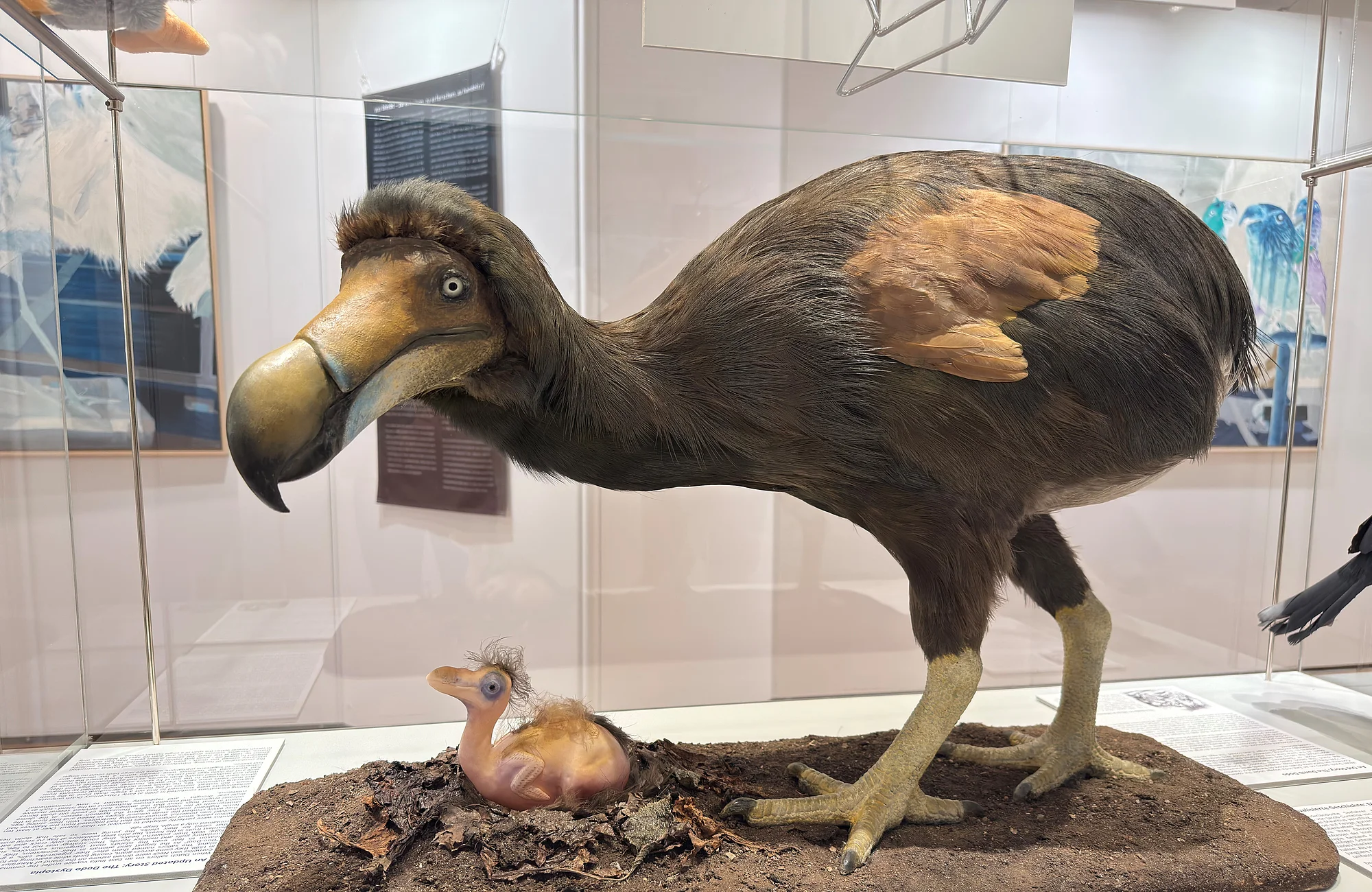 Dodo-Modell, Naturkundemuseum Bamberg Das neue Dodo Modell des Naturkundemuseums Bamberg